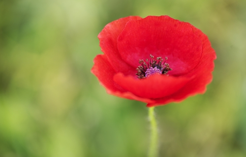 Photo of poppy flower in a field