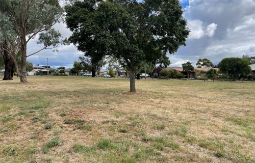 An open space park with a tree
