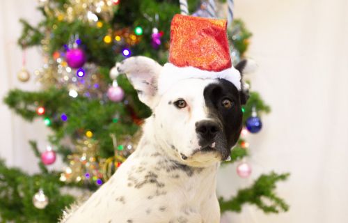 A dog wearing a Christmas hat in front of a Christmas tree