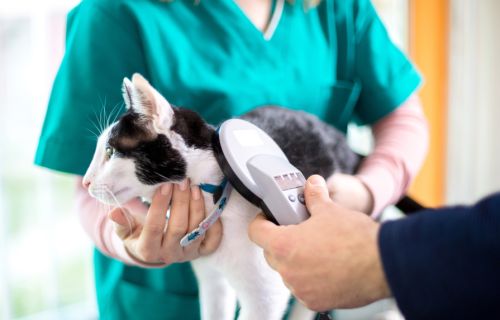 Cat being scanned for a microchip