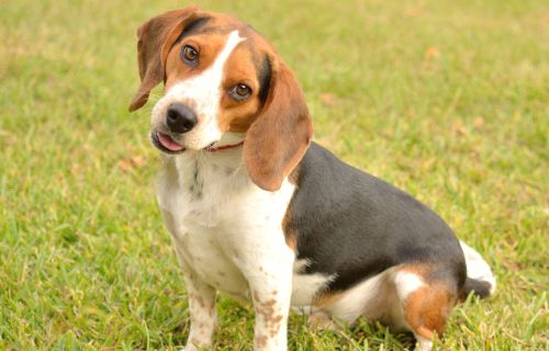 Image of a dog sitting on grass