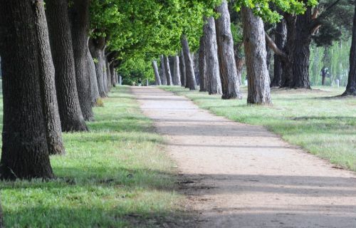 Trees in Victoria Park