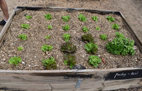 Plants in a garden box