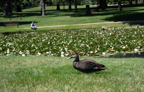 Duck at the Eureka Stockade gardens