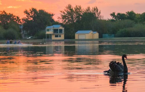 Lake Wendouree at sunset with a swan in the foreground