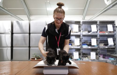 City of Ballarat Employee at Animal Shelter weighing a cat