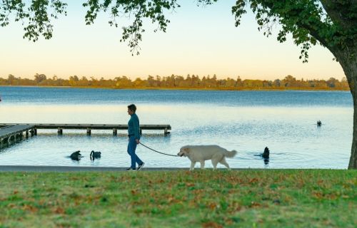 Image of person walking dog around Lake Wendouree