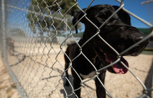 Image of a dog at the animal shelter