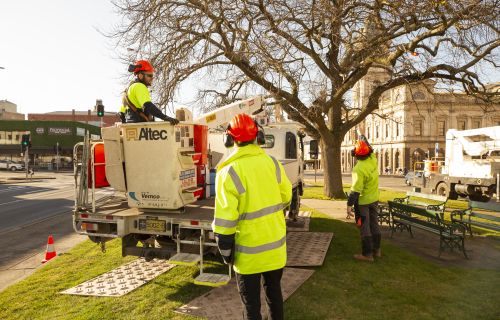 City of Ballarat's Arboriculture team in Sturt Street