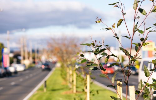 Sapling Tree in road median strip