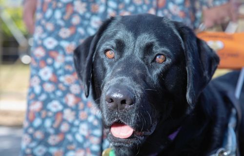 A black Labrador assistance dog. Close up of dog's face.