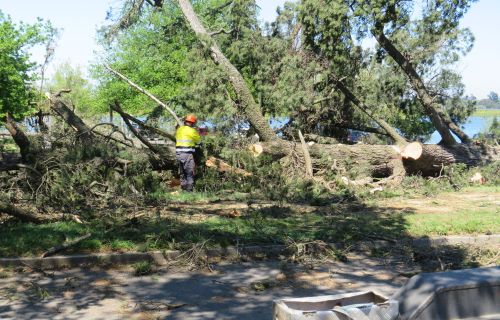 A person in high-vis using a chainsaw among many fallen trees