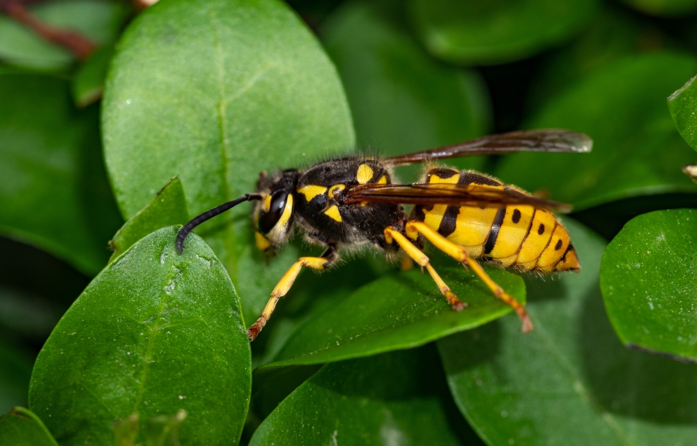 Image of a European wasp