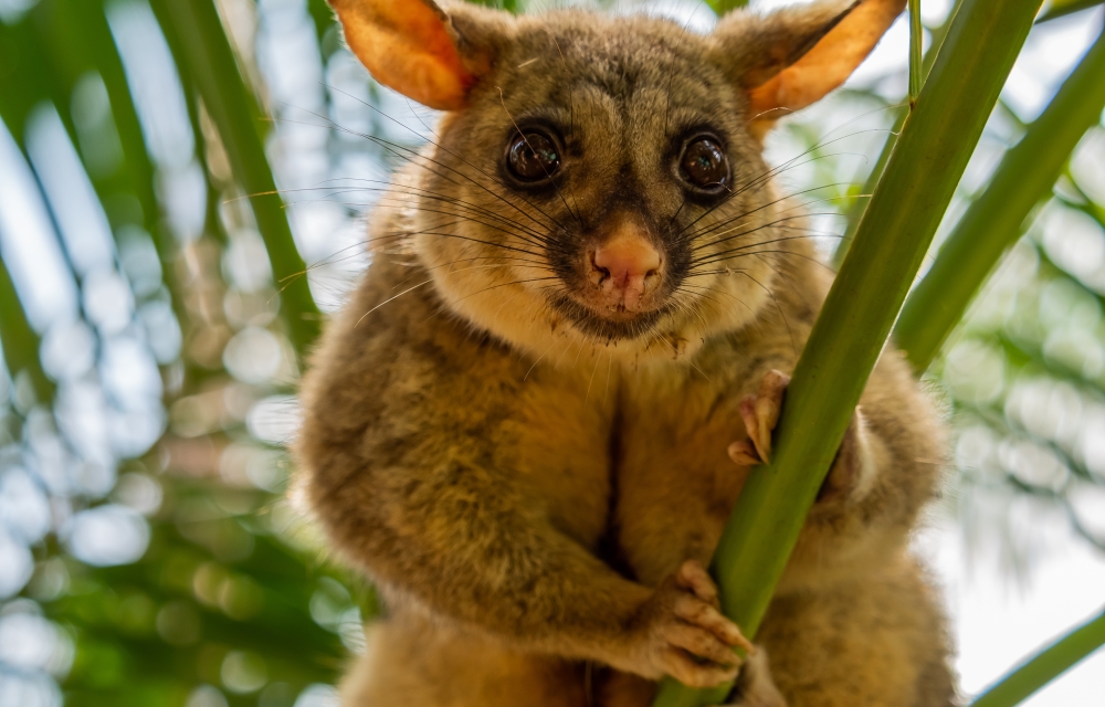 Image of a possum