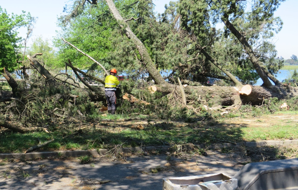 A person in high-vis using a chainsaw among many fallen trees