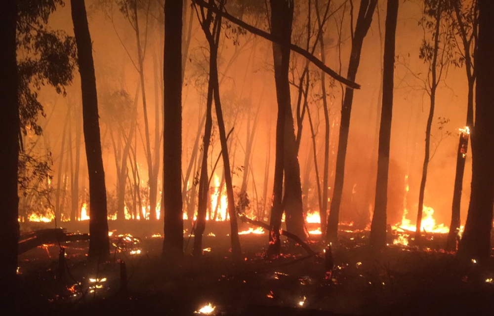 Fire among trees in the bush