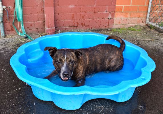 Rosie, a staffy-cross-kelpie available for foster or adoption at the Ballarat animal shelter, lies in a blue, shell-shaped paddle pool which is half filled with water.