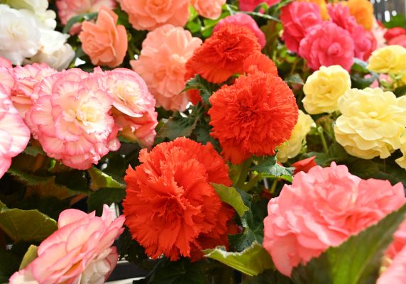 Generic image of colourful begonia flowers