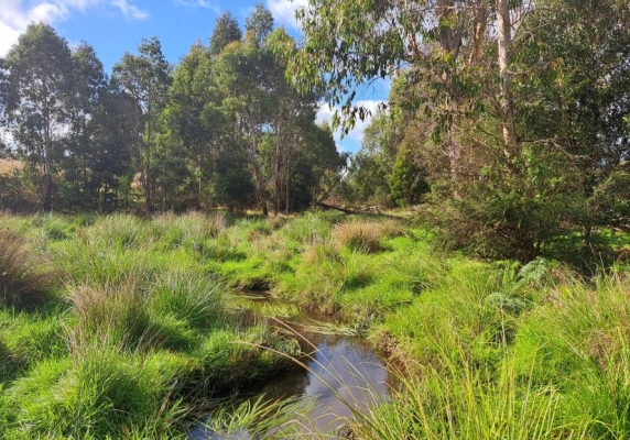 A small waterway surrounded by green wetland grasses with trees in the background.