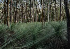 Generic image of bushland in Ballarat