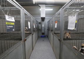 Generic image of interior of the Ballarat Animal Shelter