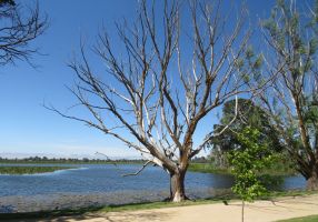 Dead tree on the shore of Lake Wendouree