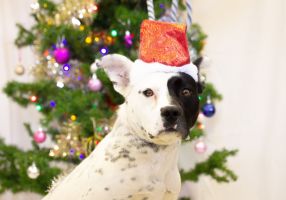 Generic image of a dog at Christmas