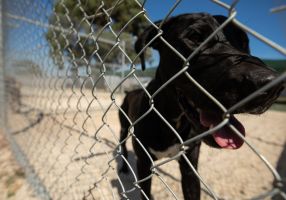 Generic image of dog at Ballarat Animal Shelter