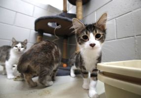 Generic image of cats at the Animal Shelter
