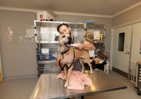 animal shelter worker scans a dog's microchip