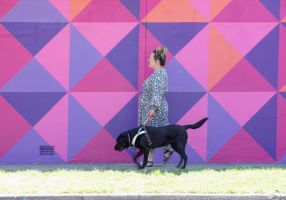walking a guide dog in front of a painted geometric mural