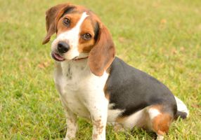 Image of a dog sitting on grass