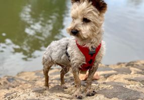 Image of a dog