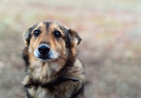 Image of a dog's face