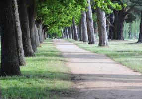 Trees in Victoria Park