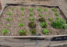 Plants in a garden box