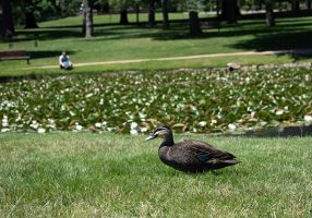 Duck at the Eureka Stockade gardens