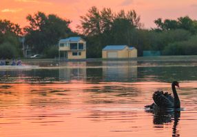 Lake Wendouree at sunset with a swan in the foreground