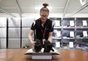 City of Ballarat Employee at Animal Shelter weighing a cat