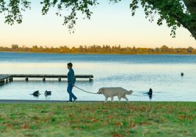 Image of person walking dog around Lake Wendouree