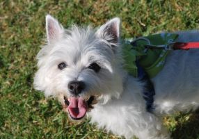 Image of dog smiling