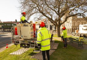 City of Ballarat's Arboriculture team in Sturt Street