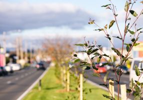 Sapling Tree in road median strip