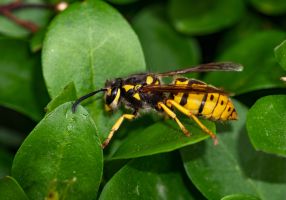 Image of a European wasp