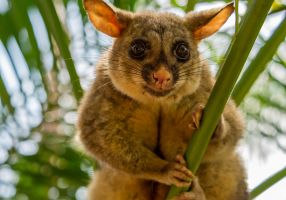 Image of a possum
