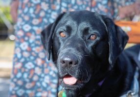 A black Labrador assistance dog. Close up of dog's face.