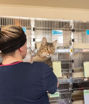 A tabby cat looks over a carer's shoulder at the Ballarat Animal Shelter