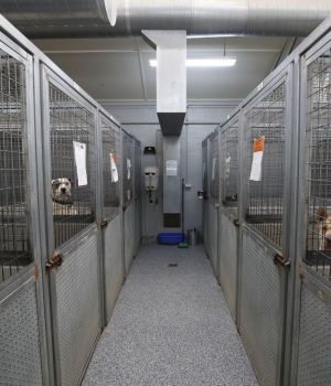 Generic image of interior of the Ballarat Animal Shelter