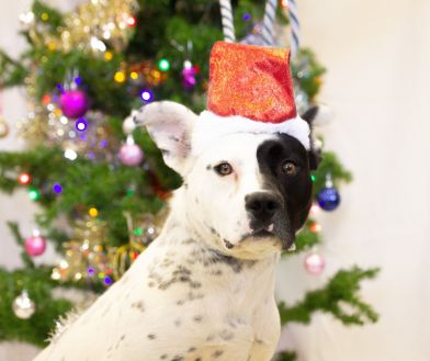 A dog wearing a Christmas hat in front of a Christmas tree